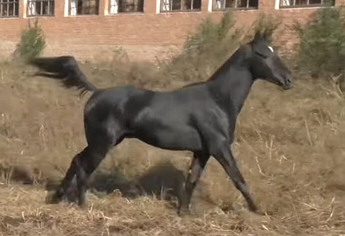 VS--YouTube-TheFastestAkhalTekehorsesthemostbeautifulracehorsesintheworld-14’22”