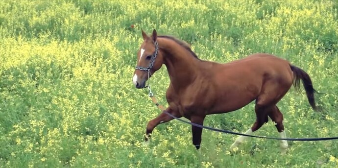 VS--YouTube-ArtofAkhal-Tekehorsebreedingandtraditionsofhorsesdecoration-7’25”
