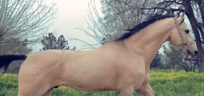 VS--YouTube-ArtofAkhal-Tekehorsebreedingandtraditionsofhorsesdecoration-7’53”