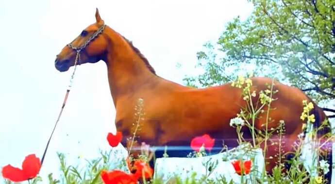 VS--YouTube-ArtofAkhal-Tekehorsebreedingandtraditionsofhorsesdecoration-4’09”