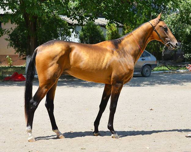 alisher-shael
