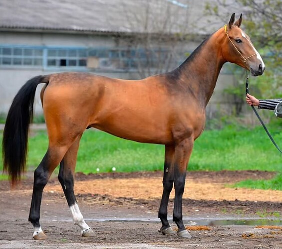 VS--YouTube-TheFastestAkhalTekehorsesthemostbeautifulracehorsesintheworld-7’27”