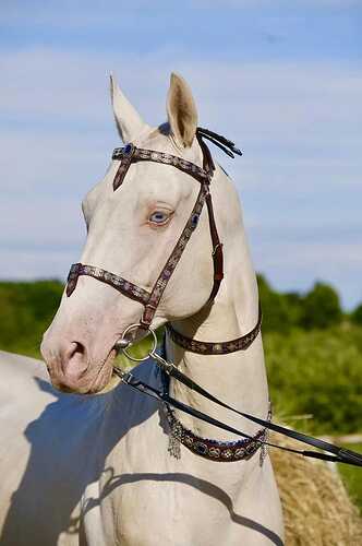 455963756_3400754770221511_5317273290016152715_n