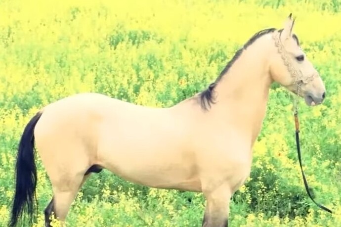 VS--YouTube-ArtofAkhal-Tekehorsebreedingandtraditionsofhorsesdecoration-7’13”