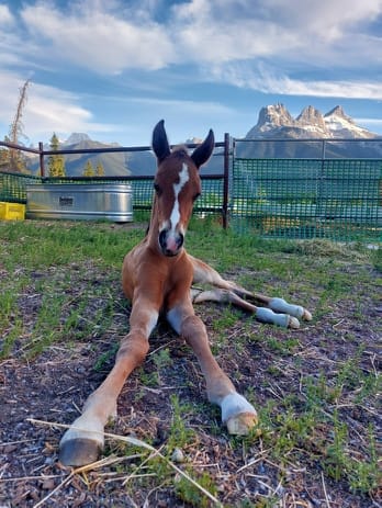 455881174_2504757896400120_2971285587948877834_n