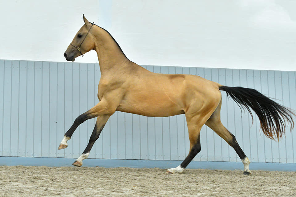 65800851_10219485201978286_3439930429392551936_n (1)